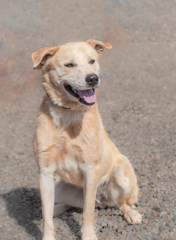 Kit, an adoptable Labrador Retriever in Hot Springs, SD, 57747 | Photo Image 1