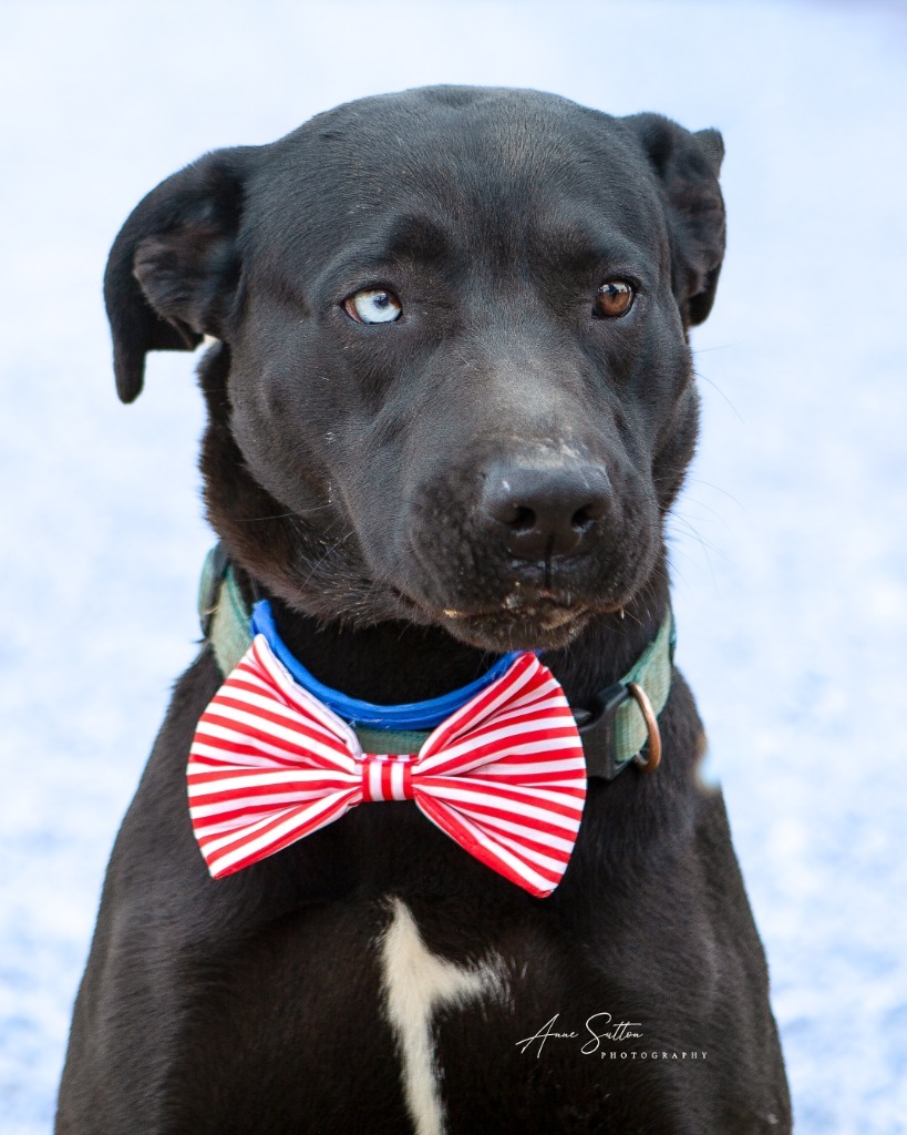 Midnight, an adoptable Labrador Retriever in Hot Springs, SD, 57747 | Photo Image 1