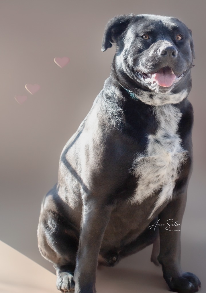 JJ, an adoptable Pit Bull Terrier in Hot Springs, SD, 57747 | Photo Image 1