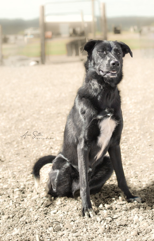Chloe, an adoptable Labrador Retriever in Hot Springs, SD, 57747 | Photo Image 1