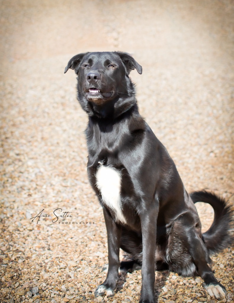 Chloe, an adoptable Labrador Retriever in Hot Springs, SD, 57747 | Photo Image 2