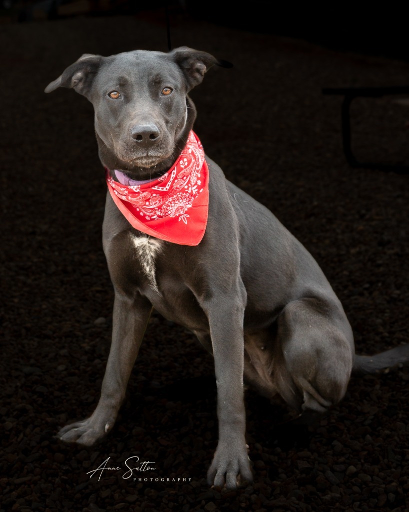 Sally Mae, an adoptable Labrador Retriever in Hot Springs, SD, 57747 | Photo Image 1