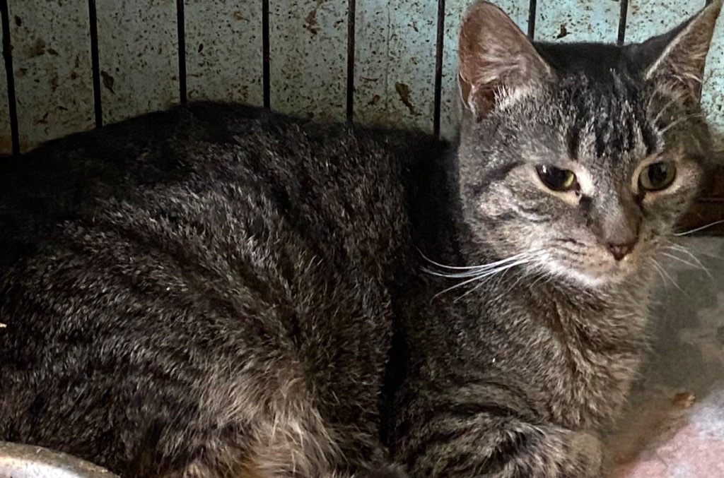 Larry, an adoptable Domestic Short Hair in Plattsburgh, NY, 12901 | Photo Image 1