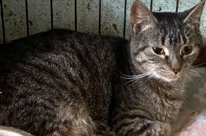 Larry, Adult Male unknown