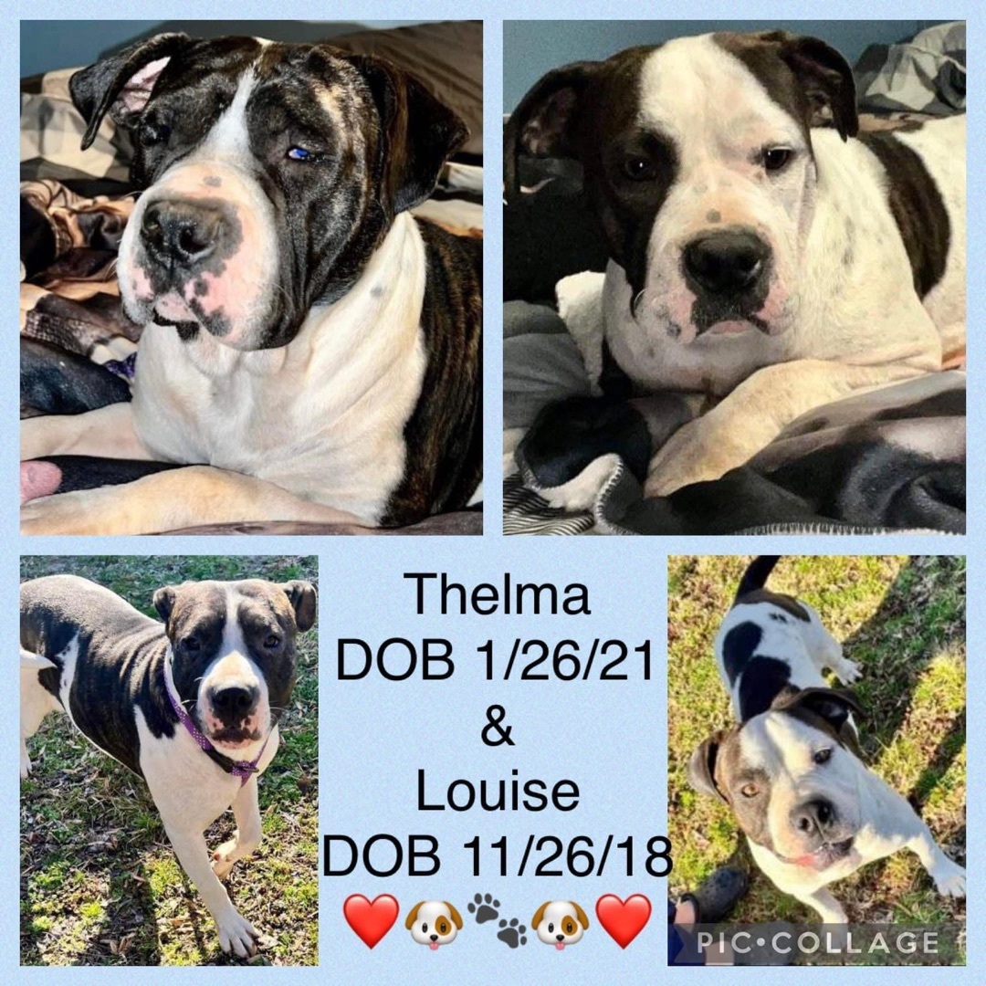 BONDED: Thelma and Louise