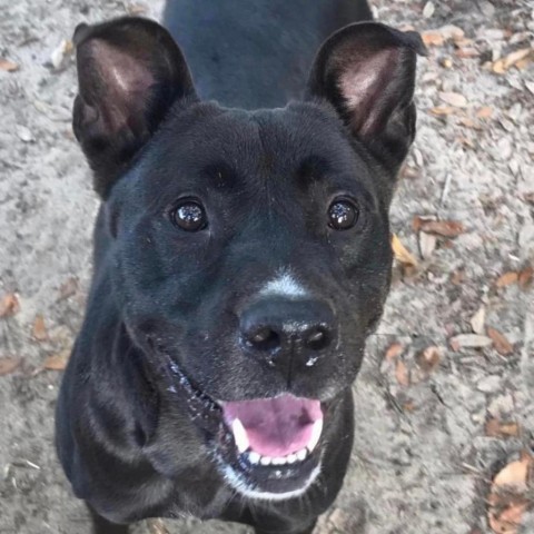 Chopper (King), an adoptable Mixed Breed in Milton, FL, 32583 | Photo Image 2