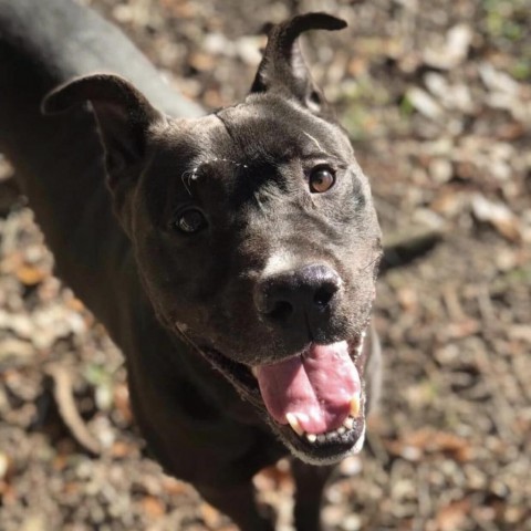 Chopper (King), an adoptable Mixed Breed in Milton, FL, 32583 | Photo Image 5