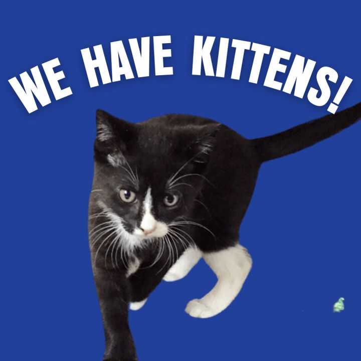 Cat for adoption - We Have Kittens!, a Domestic Short Hair Mix in