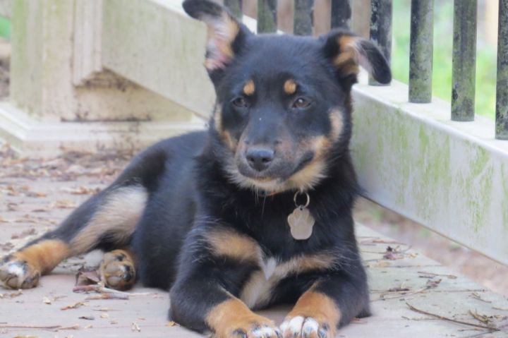 Blue heeler mini aussie hot sale mix