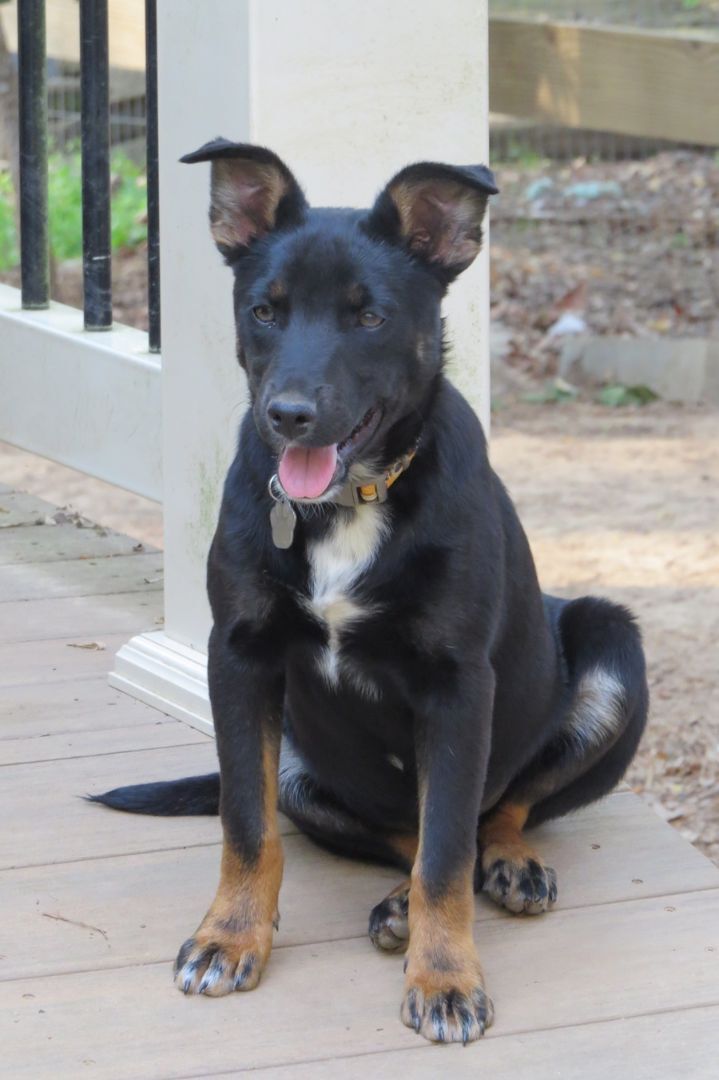 Border collie miniature pinscher hot sale mix