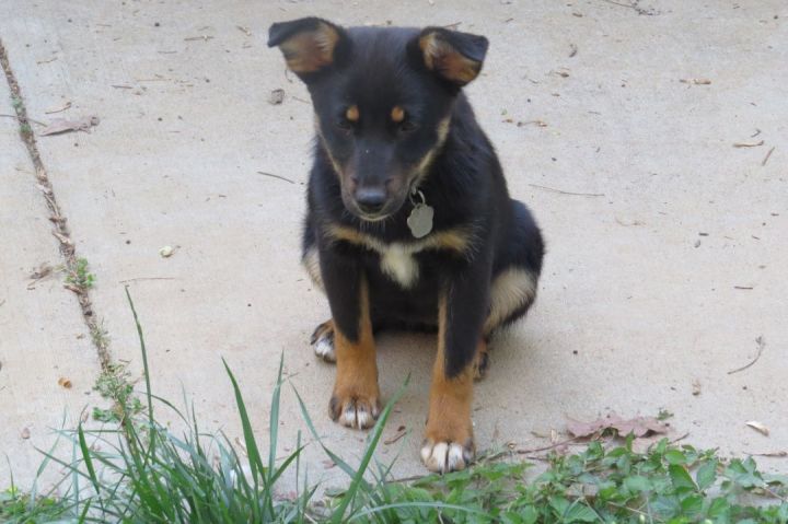 Blue heeler sales miniature pinscher mix