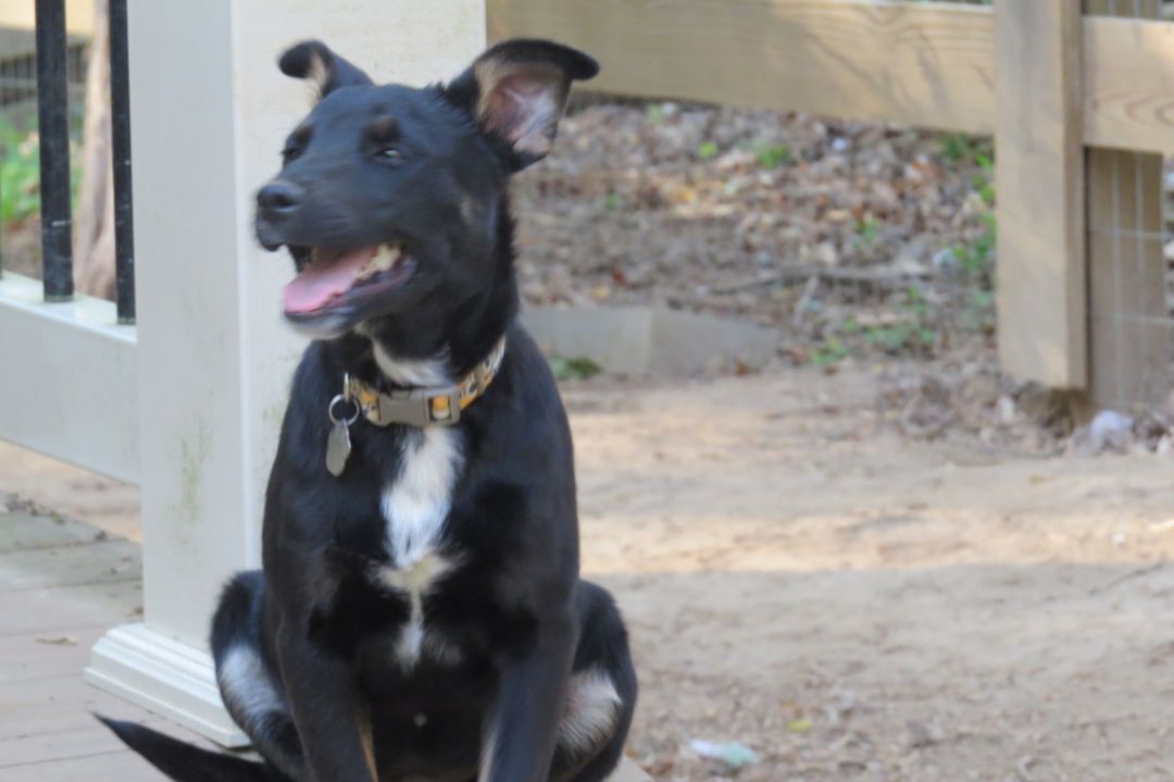 Tonya, Todd, an adoptable Australian Cattle Dog / Blue Heeler, Miniature Pinscher in Gum Spring, VA, 23065 | Photo Image 6