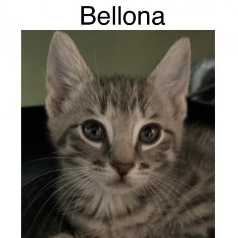 Bellona, an adoptable Domestic Short Hair in Middletown, NY_image-2