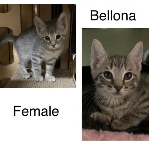 Bellona, an adoptable Domestic Short Hair in Middletown, NY_image-3