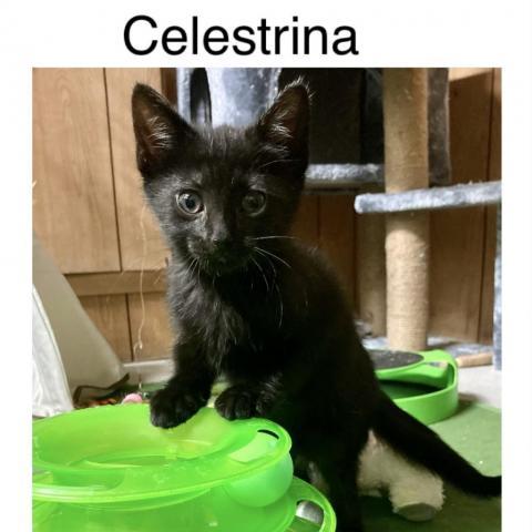 Celestrina, an adoptable Domestic Short Hair in Middletown, NY_image-1