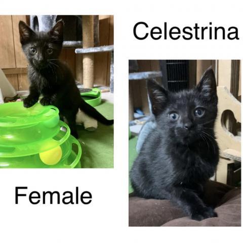 Celestrina, an adoptable Domestic Short Hair in Middletown, NY_image-2