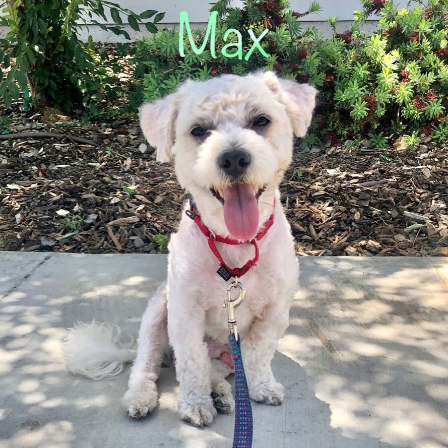 Little Max