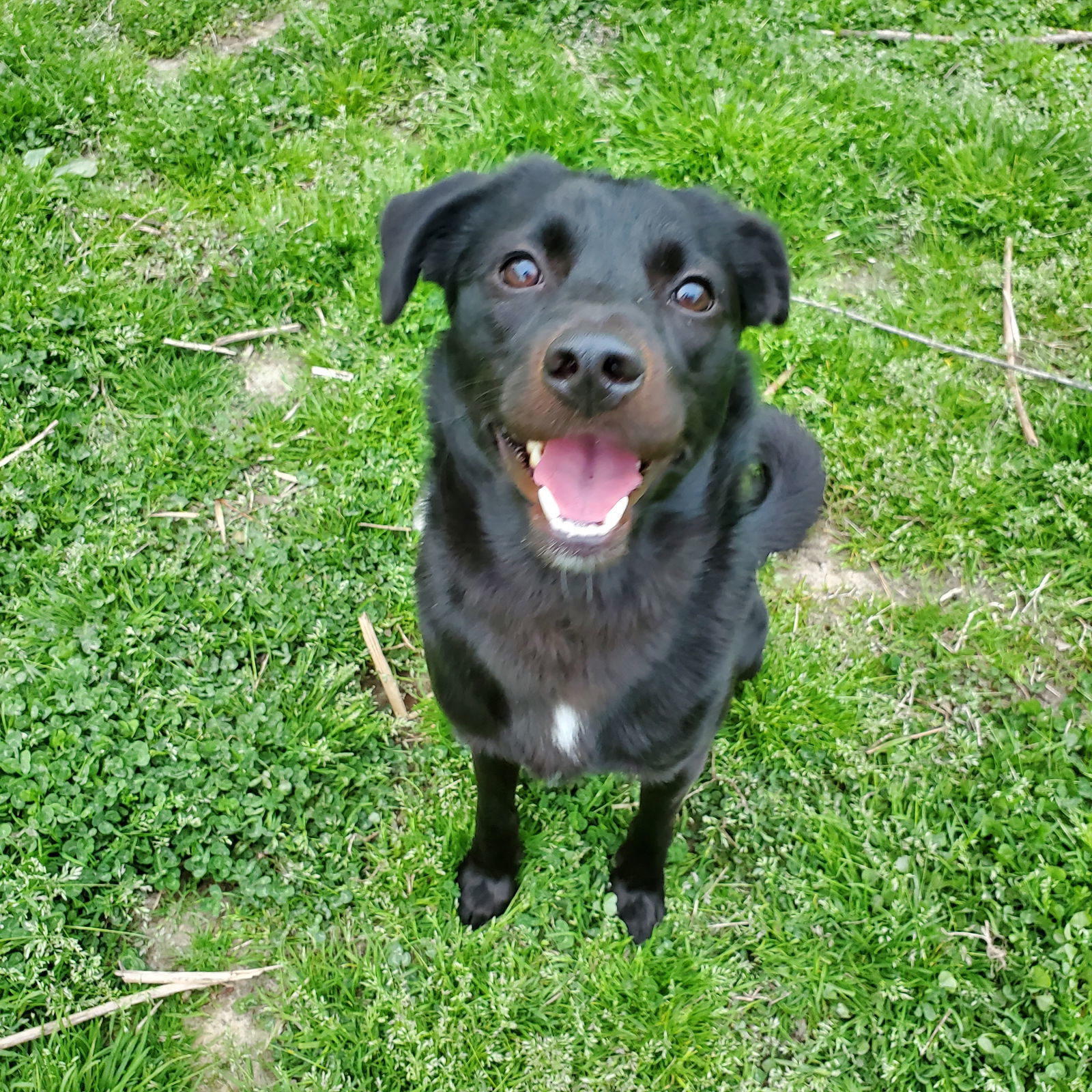 Reggie, an adoptable Labrador Retriever in New Castle, DE, 19720 | Photo Image 2