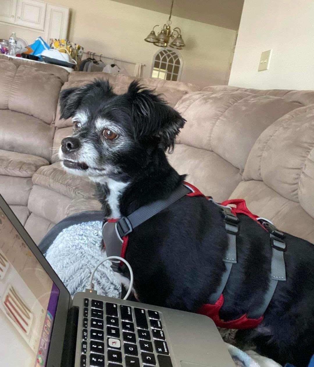 Bandit, an adoptable Chihuahua, Pomeranian in Richmond, KY, 40475 | Photo Image 1