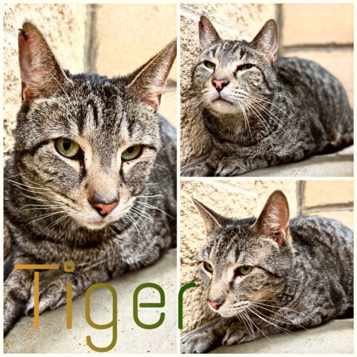 TIGER, an adoptable Domestic Short Hair in Wintersville, OH_image-1