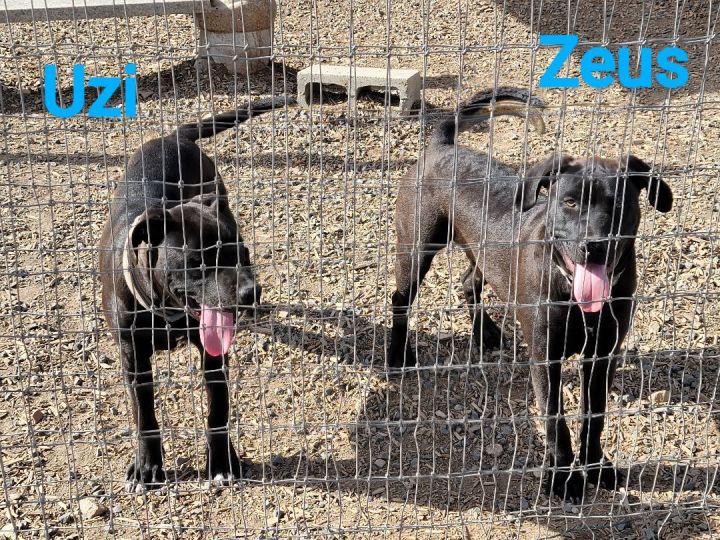 Zeus, an adoptable Labrador Retriever Mix in Madras, OR_image-3