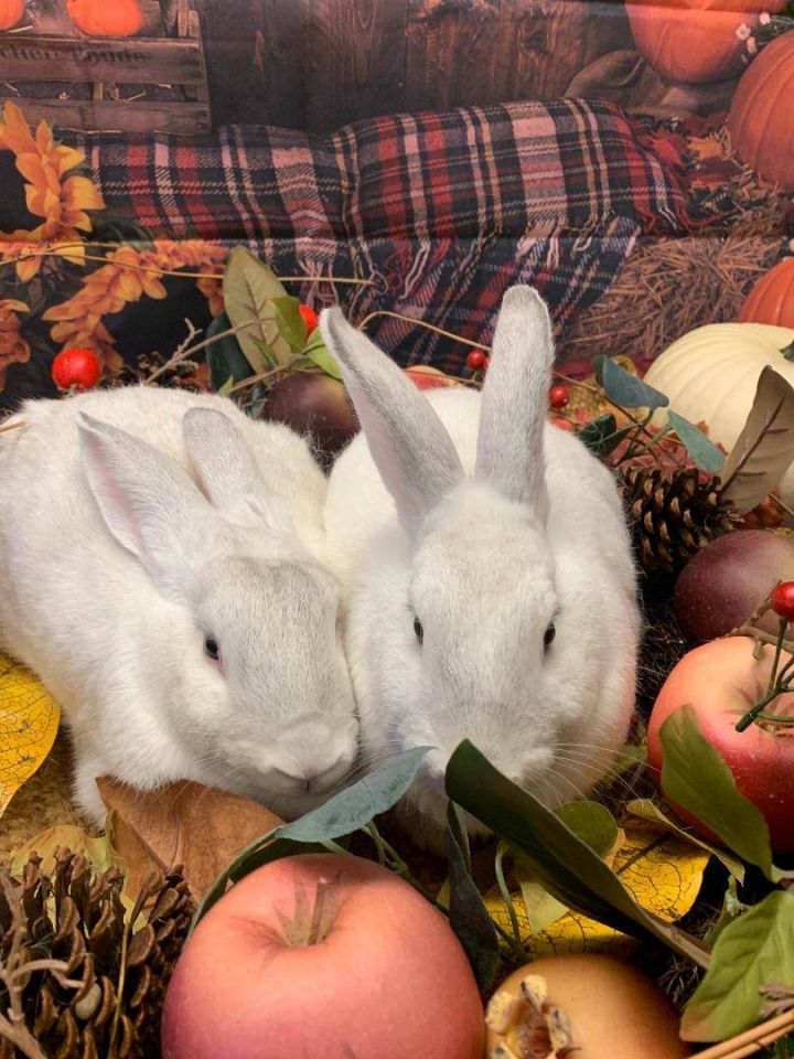 Bop & Bebop, an adoptable Bunny Rabbit Mix in Youngstown, OH_image-4