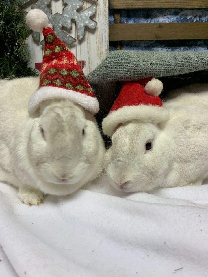 Bop & Bebop, an adoptable Bunny Rabbit Mix in Youngstown, OH_image-5