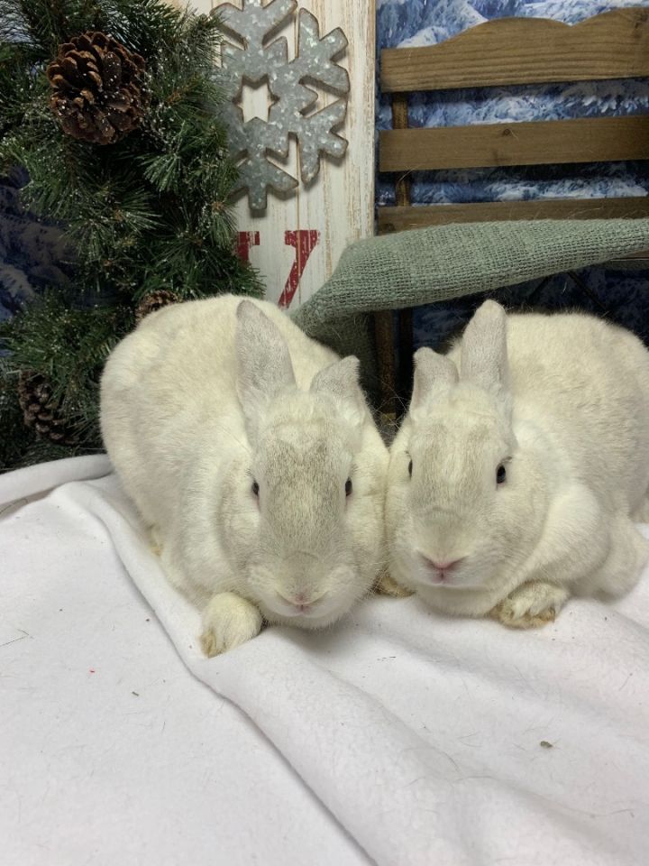 Bop & Bebop, an adoptable Bunny Rabbit Mix in Youngstown, OH_image-6