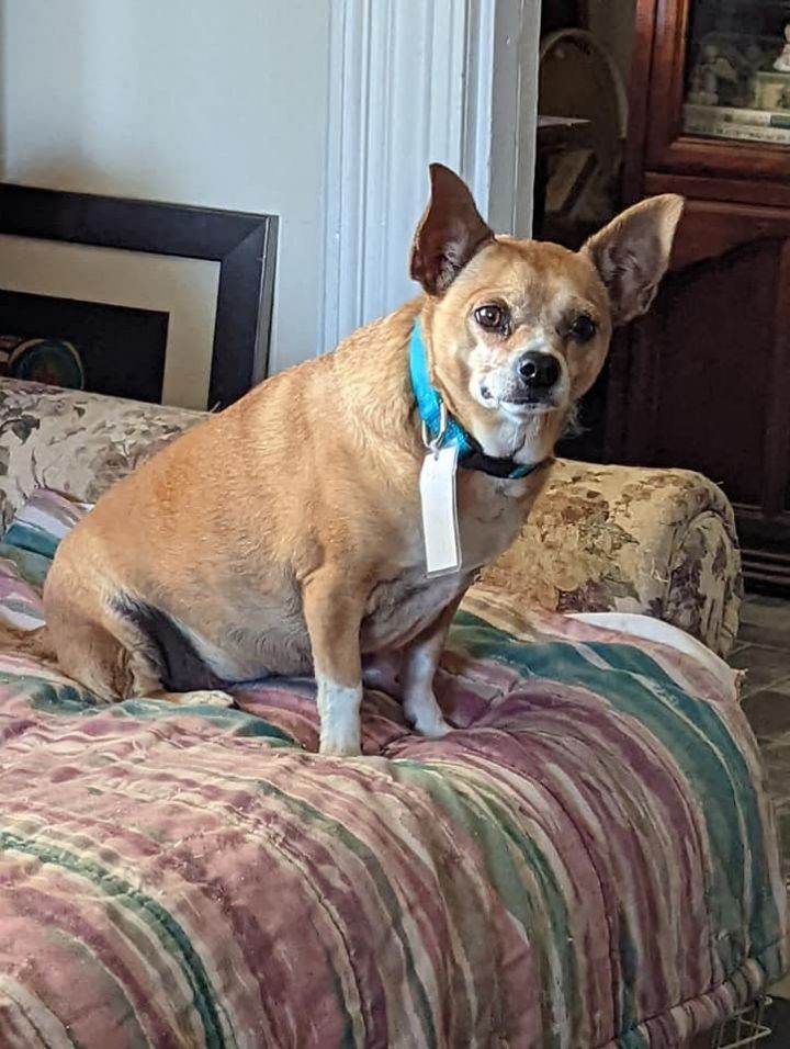 Sissy, an adoptable Corgi & Chihuahua Mix in Breinigsville, PA_image-2