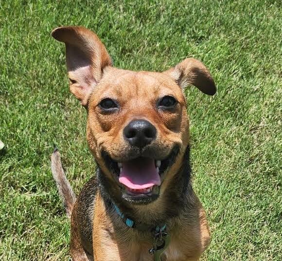 Lacee, an adoptable Terrier Mix in Cumming, GA_image-1