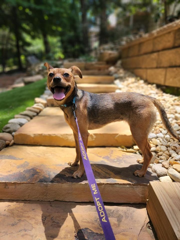 Lacee, an adoptable Terrier Mix in Cumming, GA_image-6