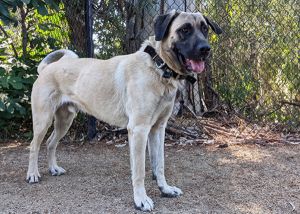Dog For Adoption Geronimo A Mastiff Mix In San Gabriel Ca Petfinder