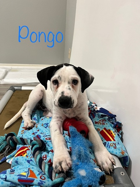 Pongo Boy