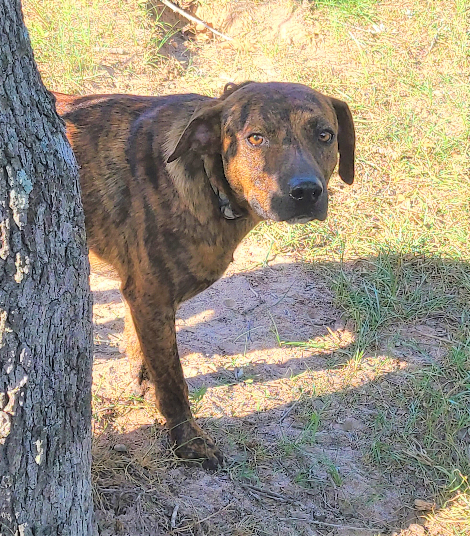 are catahoulas friendly dogs