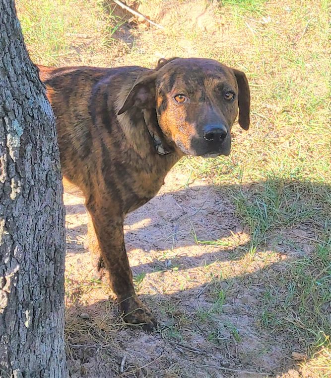 Catahoula brindle sale images