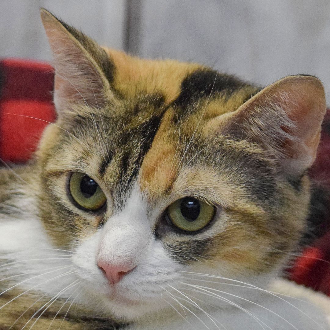 Crystal Malt, an adoptable Torbie, Domestic Short Hair in Huntley, IL, 60142 | Photo Image 3