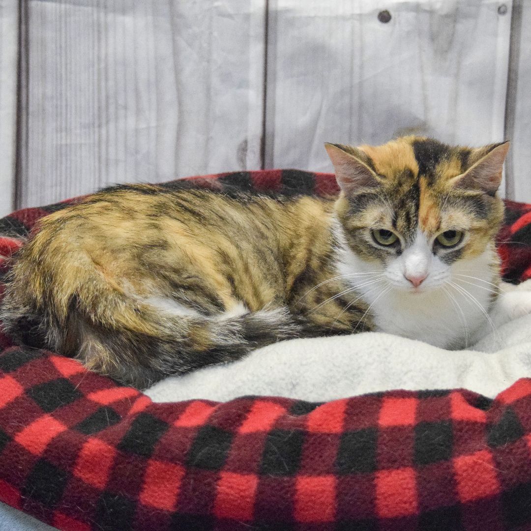 Crystal Malt, an adoptable Torbie, Domestic Short Hair in Huntley, IL, 60142 | Photo Image 4