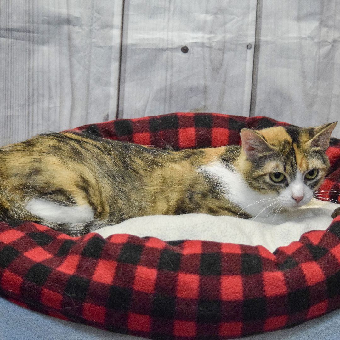 Crystal Malt, an adoptable Torbie, Domestic Short Hair in Huntley, IL, 60142 | Photo Image 5