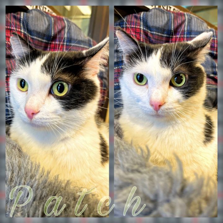 PATCH, an adoptable Domestic Short Hair in Wintersville, OH_image-1