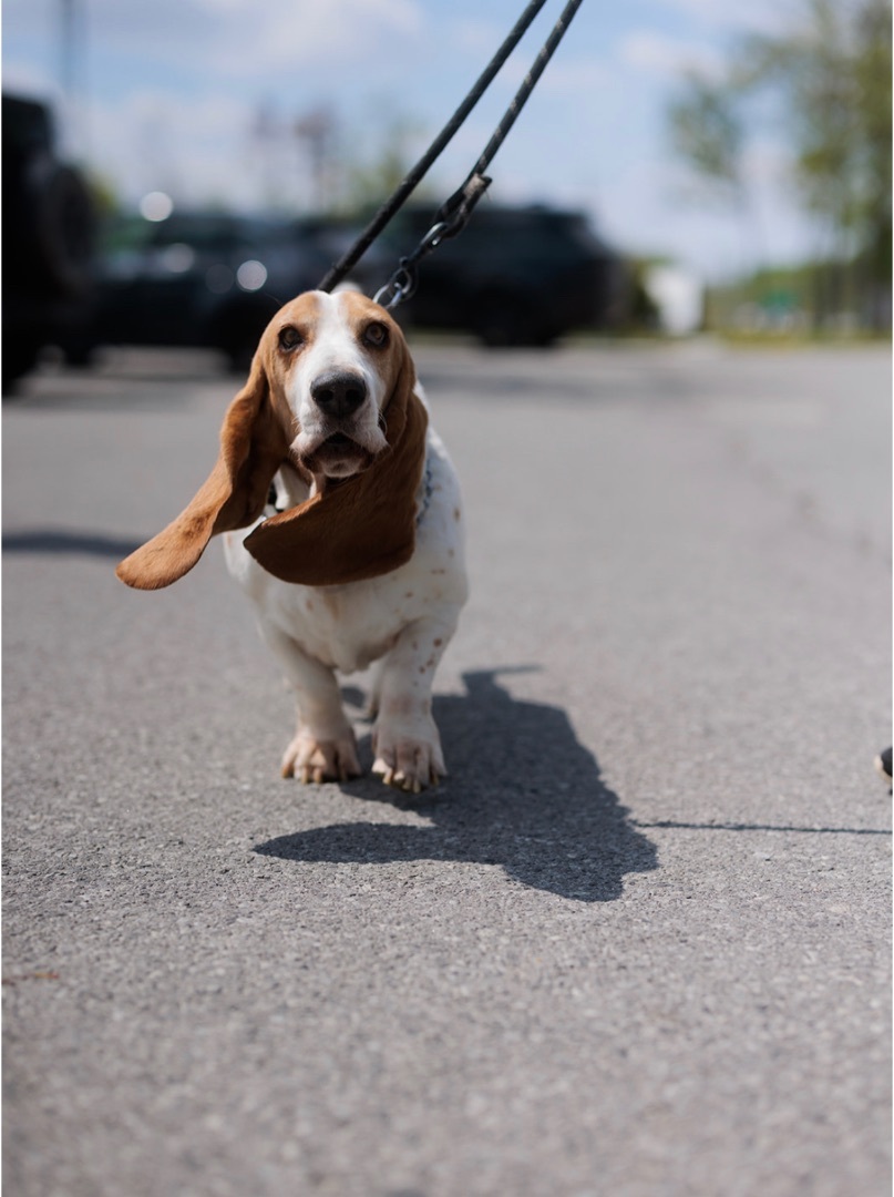 Dominique, an adoptable Basset Hound in Vaudreuil-Dorion, QC, J7V 8P2 | Photo Image 1