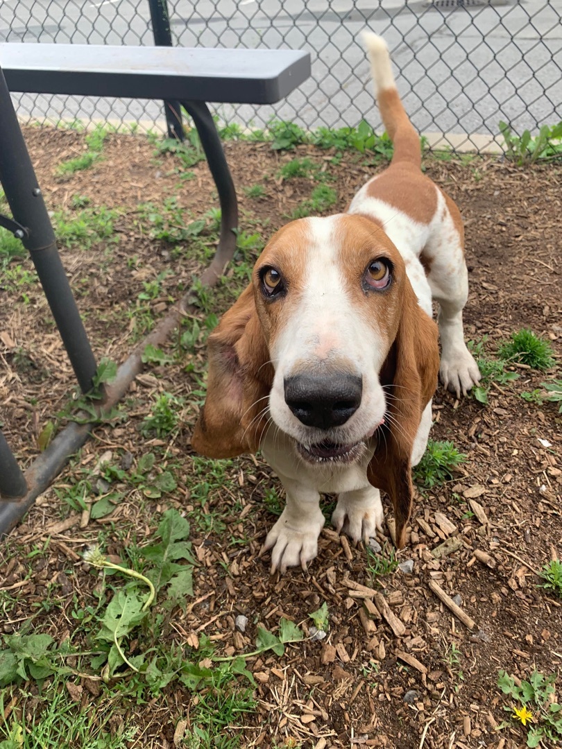 Dominique, an adoptable Basset Hound in Vaudreuil-Dorion, QC, J7V 8P2 | Photo Image 3
