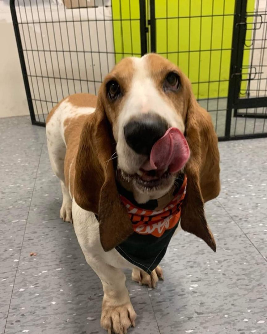 Dominique, an adoptable Basset Hound in Vaudreuil-Dorion, QC, J7V 8P2 | Photo Image 4