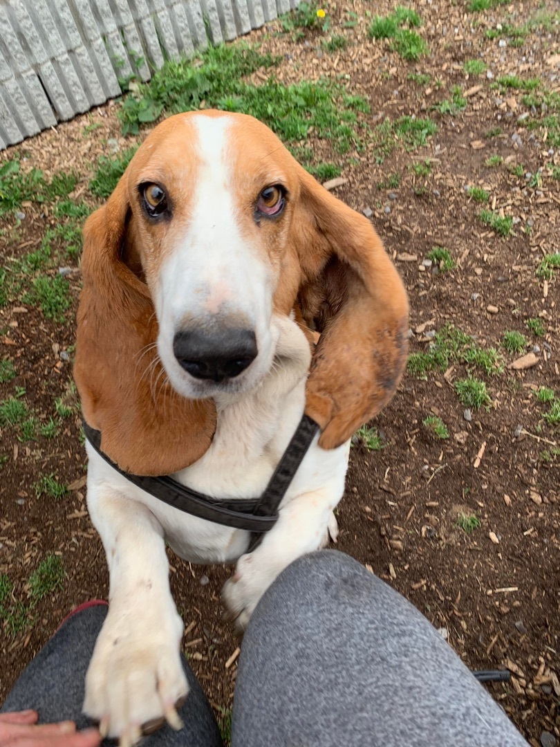 Dominique, an adoptable Basset Hound in Vaudreuil-Dorion, QC, J7V 8P2 | Photo Image 5
