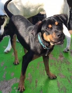 Dog for adoption - Till, a Rottweiler Mix in Dallas, TX | Petfinder