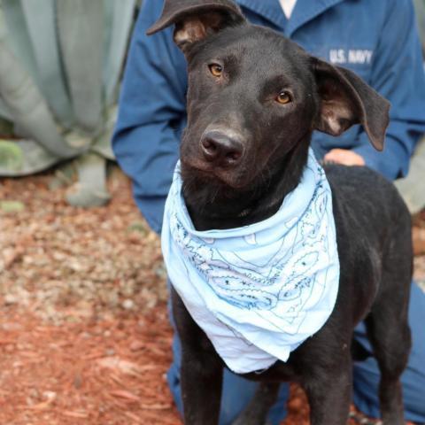 Louie JuM, an adoptable Black Labrador Retriever, Great Pyrenees in Von Ormy, TX, 78073 | Photo Image 1