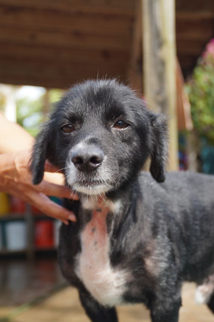 Renzo, an adoptable Terrier Mix in Loiza, PR_image-3