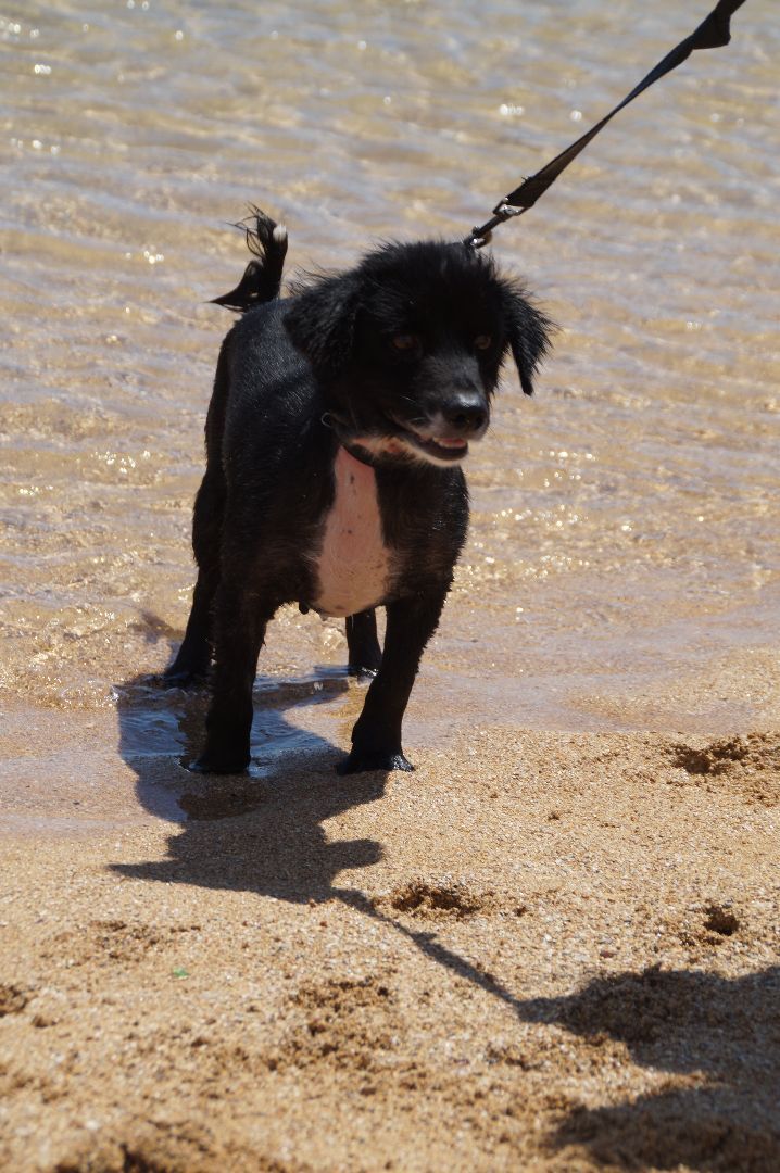 Renzo, an adoptable Terrier Mix in Loiza, PR_image-5