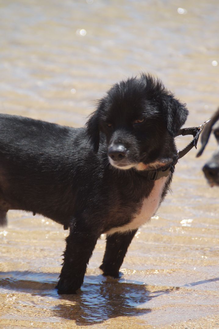 Renzo, an adoptable Terrier Mix in Loiza, PR_image-6