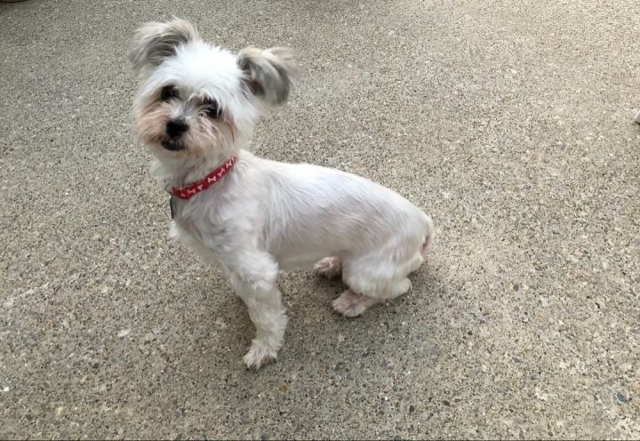 Snickers-FENCED YARD PREFERRED, an adoptable Havanese Mix in Mentor, OH_image-1