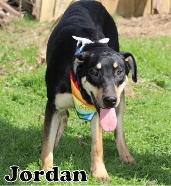 Jordan hotsell 1 dog